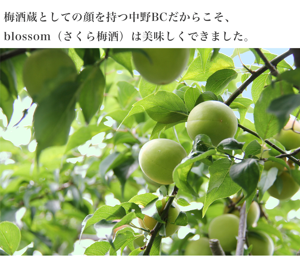 梅酒の大会で日本一になった事もある弊社(中野BC)が作ったから、美味しい梅酒が出来上がりました