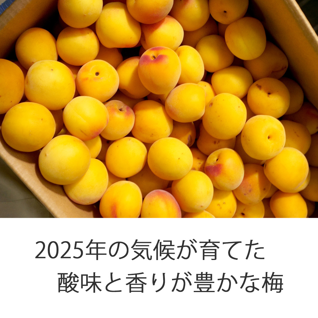 冬の冷え込みと春の温暖さが育んだ2023年産、酸味と香り豊かな月向梅酒
