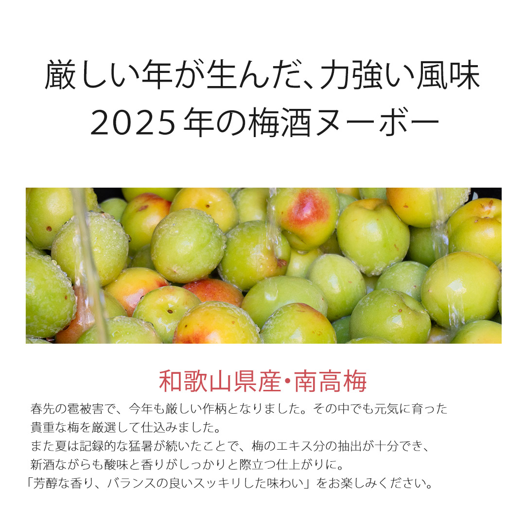 風味は過去最高！2025年の梅酒ヌーボー 和歌山県産・南高梅