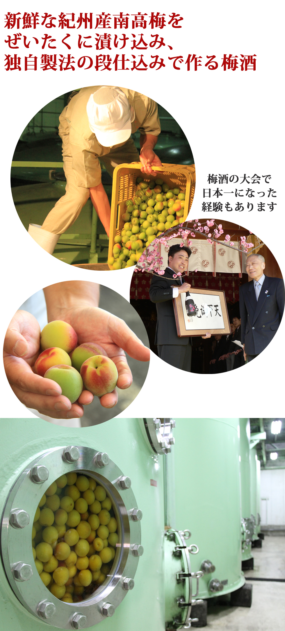 中野BCの説明,梅酒造り,梅酒の作り方