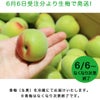 NIJYUMARU(にじゅうまる)セット
